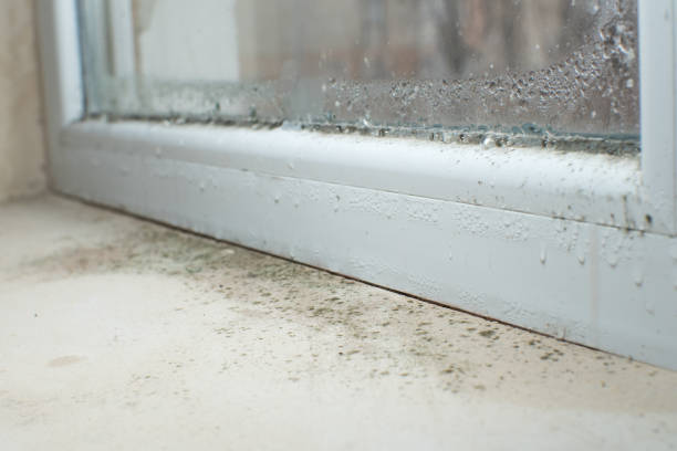 Trusted Blissfield, MI Mold Removal Experts